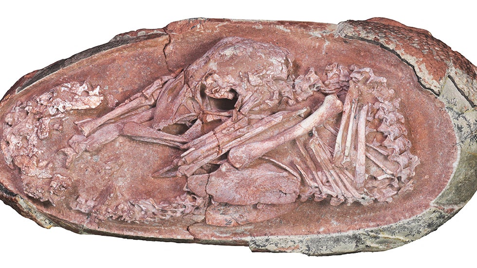 Perfectly Preserved Baby Dinosaur Found in Fossilized Egg