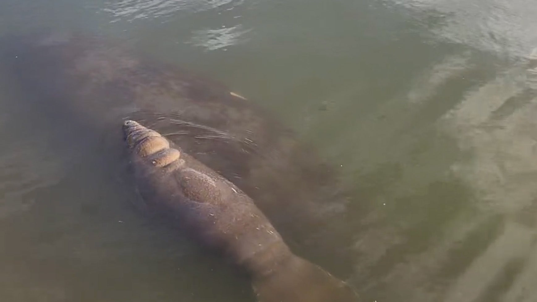More Baby Manatees Are Being Found Dead In Florida Than Ever Before