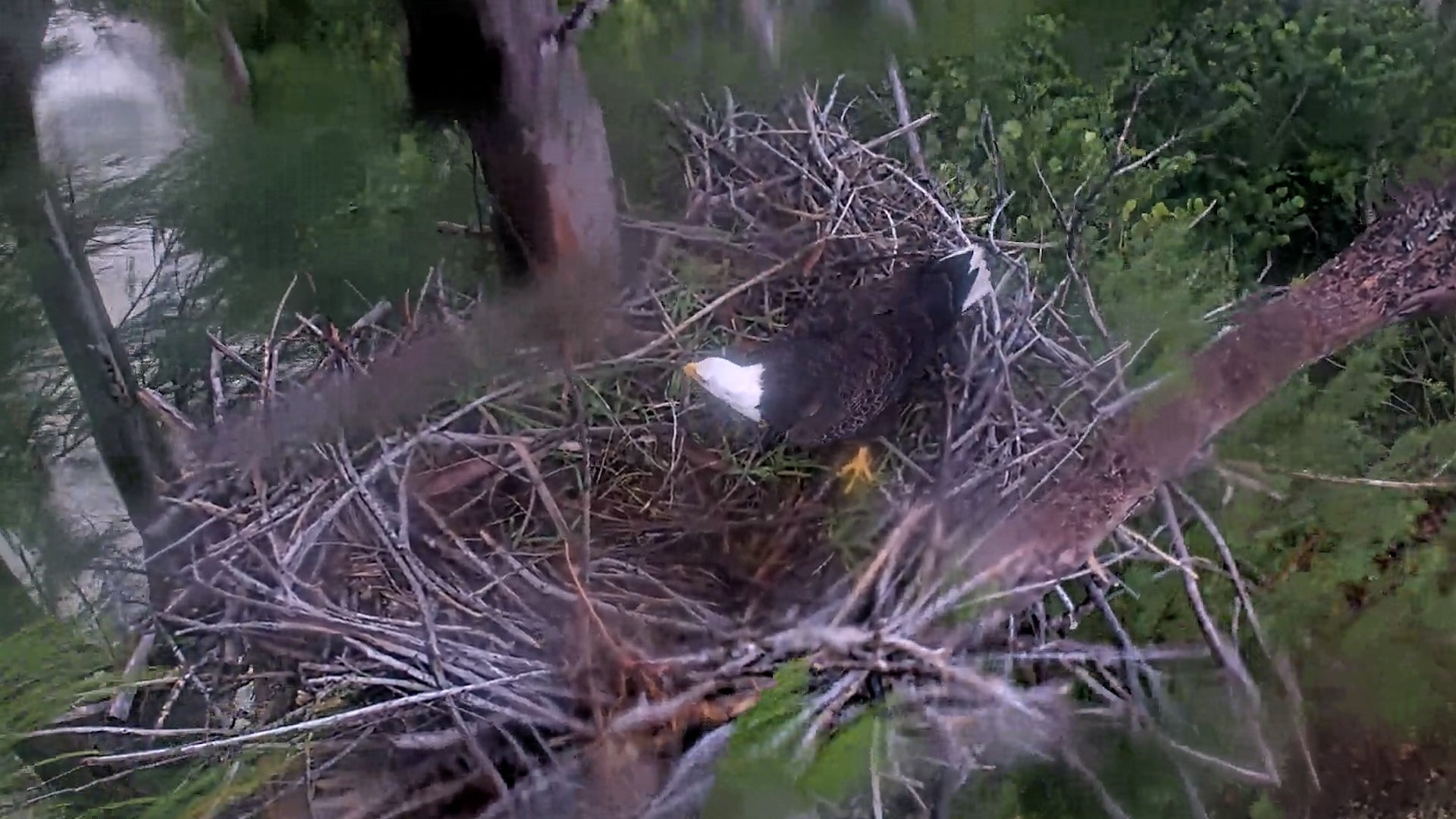 Watch &lsquo;Crazy&rsquo; Bald Eagle Ride Out Hurricane Milton