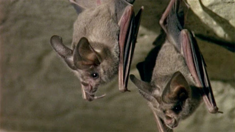 Bats Climate Change – Climate change could limit bats’ lifespans – ILTXST