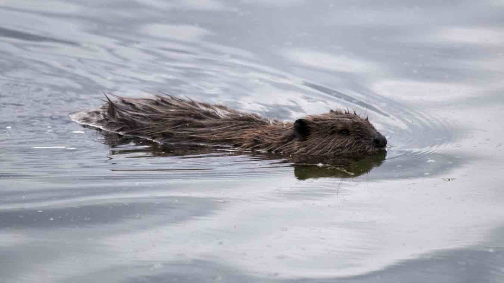 Beavers01.jpeg
