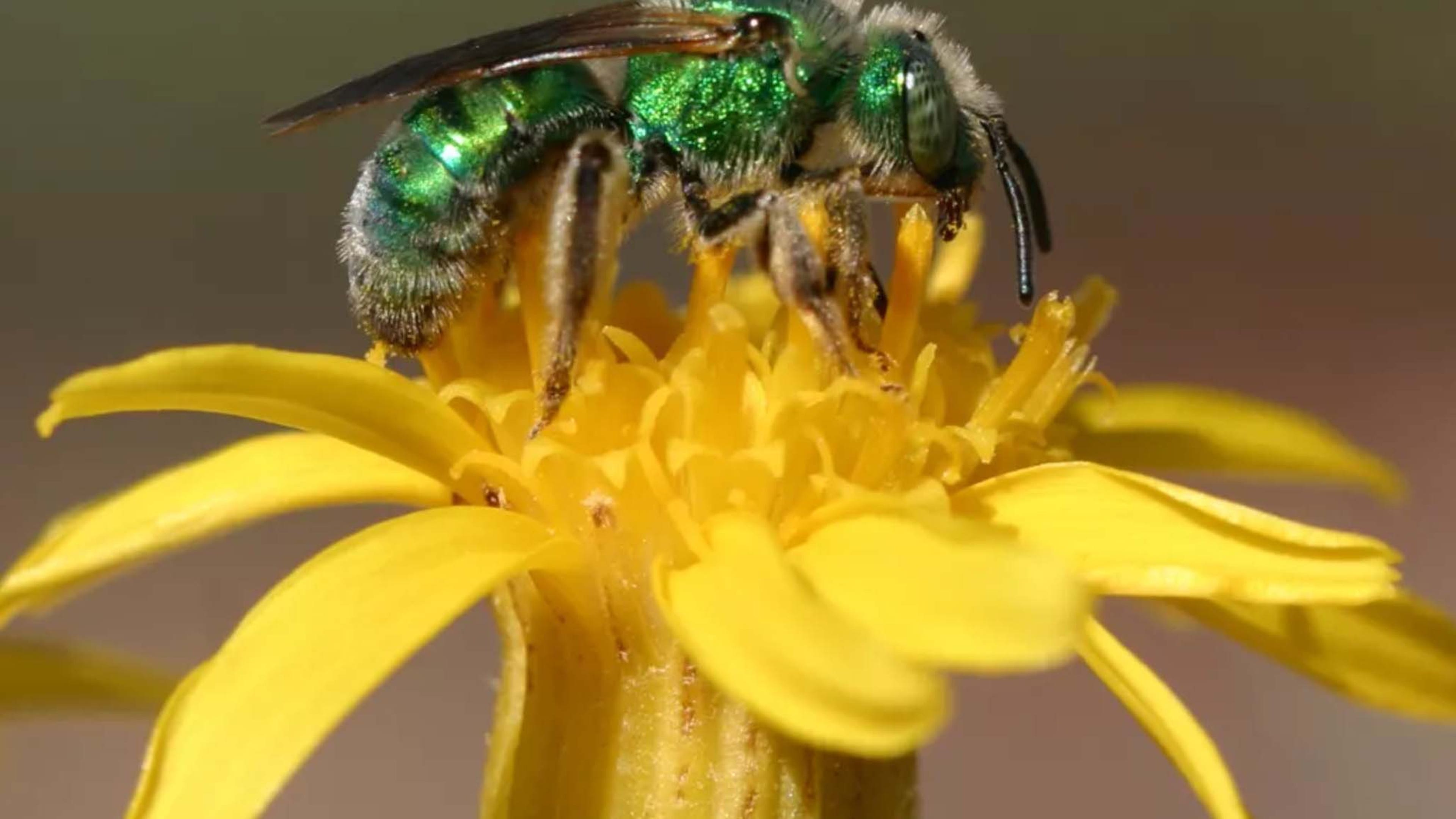 A green metallic bee is seen on a bright yellow flower.