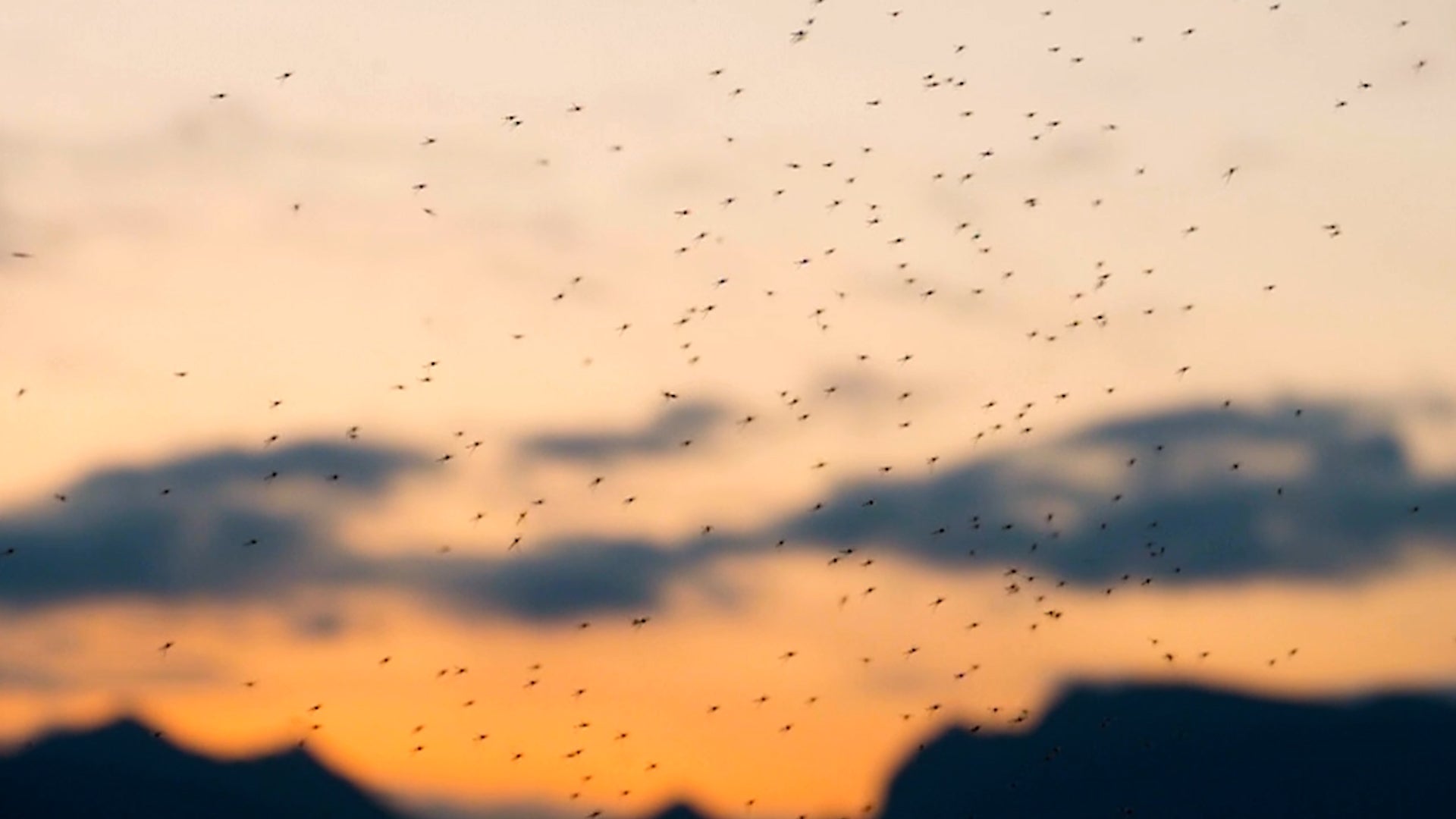 Summer Solutions: 5 Simple Ways To Fight Mosquitoes