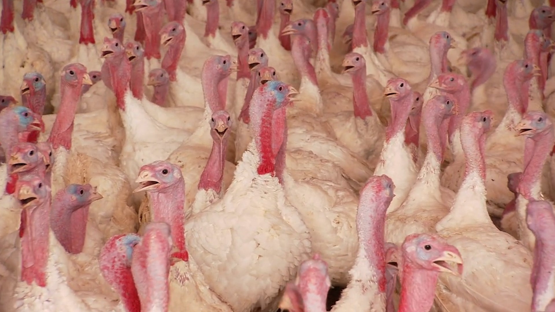 What To Know About Turkey, Egg Prices And Bird Flu
