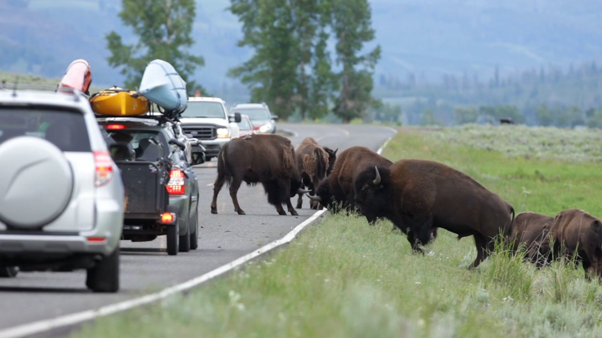 83-Year-Old Woman Gored By Bison At Yellowstone