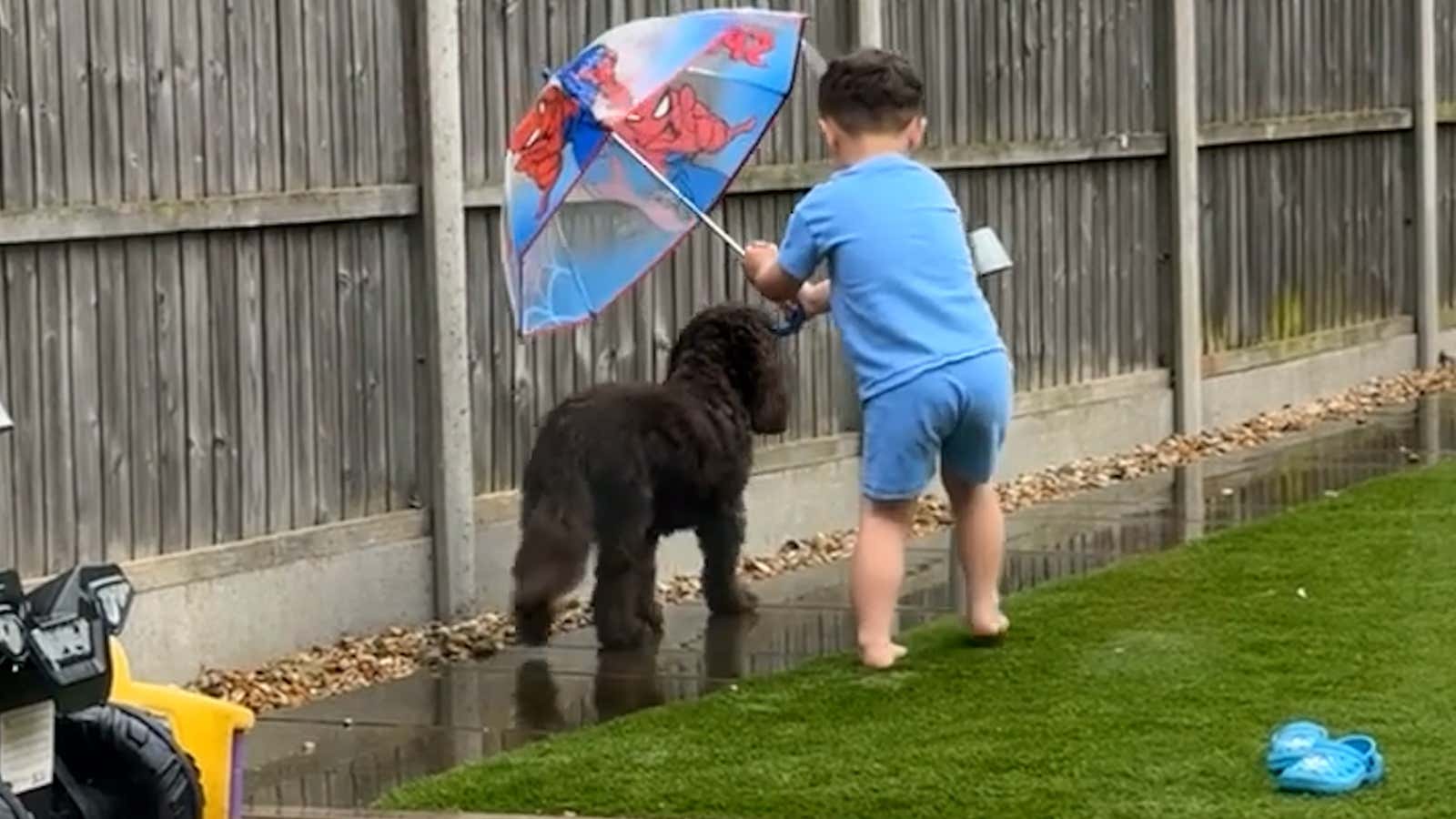 The Sweetest Weather Buddy: Boy Shields Dog From Rain