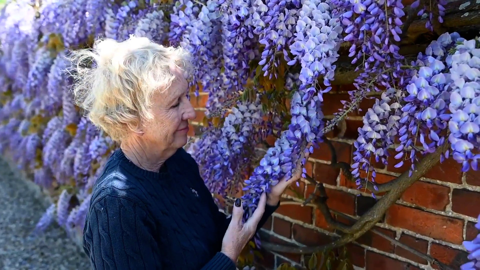 See Breathtaking Blooms On Britain&rsquo;s Longest Wisteria Vine