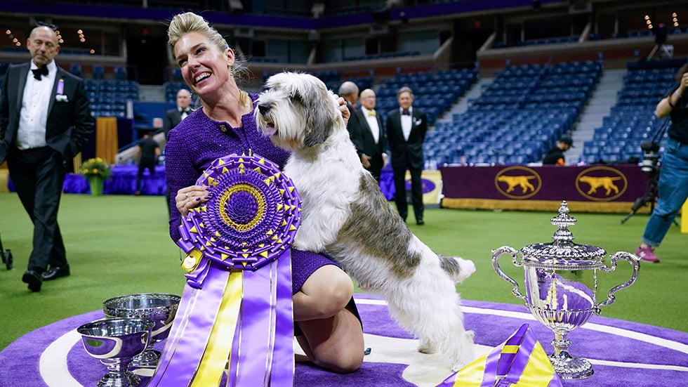 'PBGV' Buddy Holly Wins Westminster Dog Show