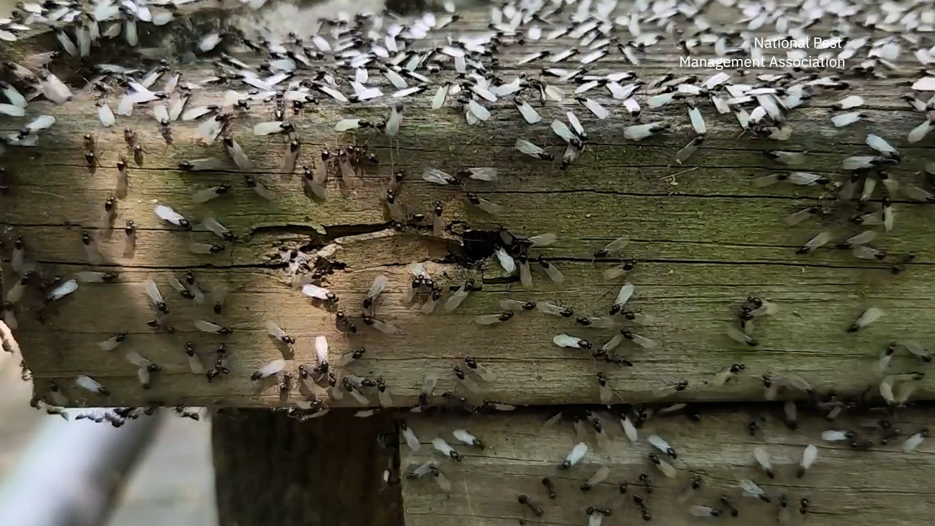 Here&rsquo;s Why Bugs Love This Fall&rsquo;s Weather