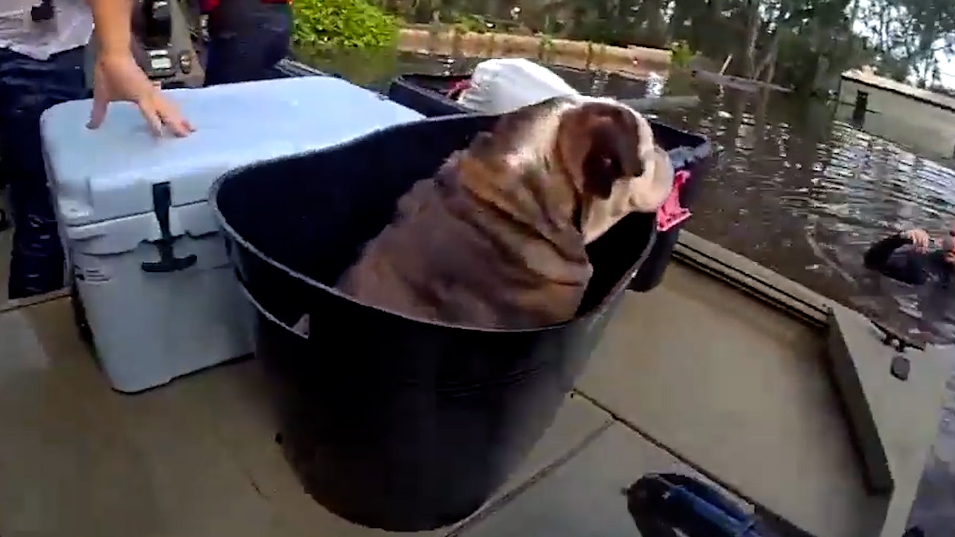 Florida Officers Cleverly Rescue Dog, Family From Flood