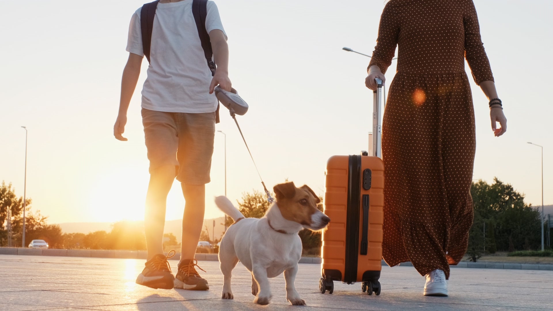 Is Your Dog Traveling Internationally? CDC Tightens Rules