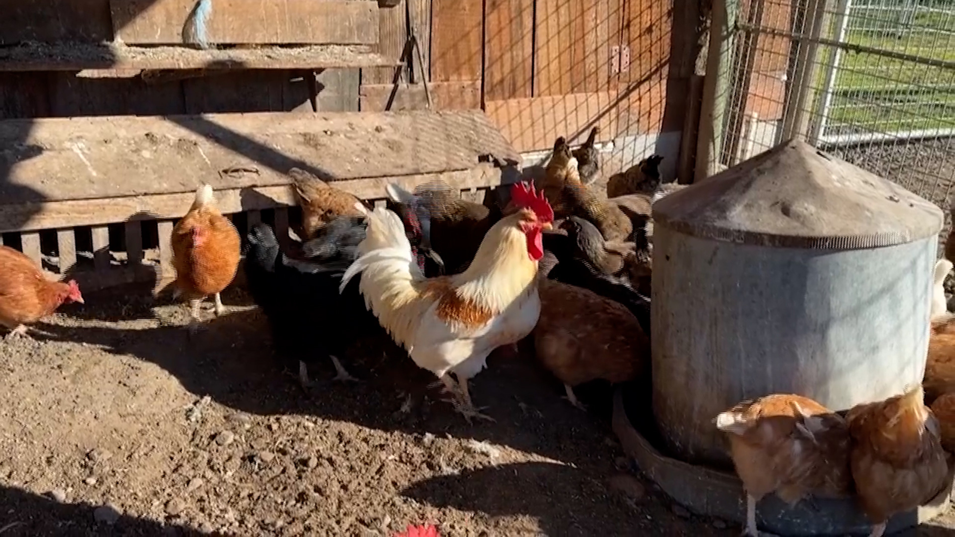 CHICKENS.jpg