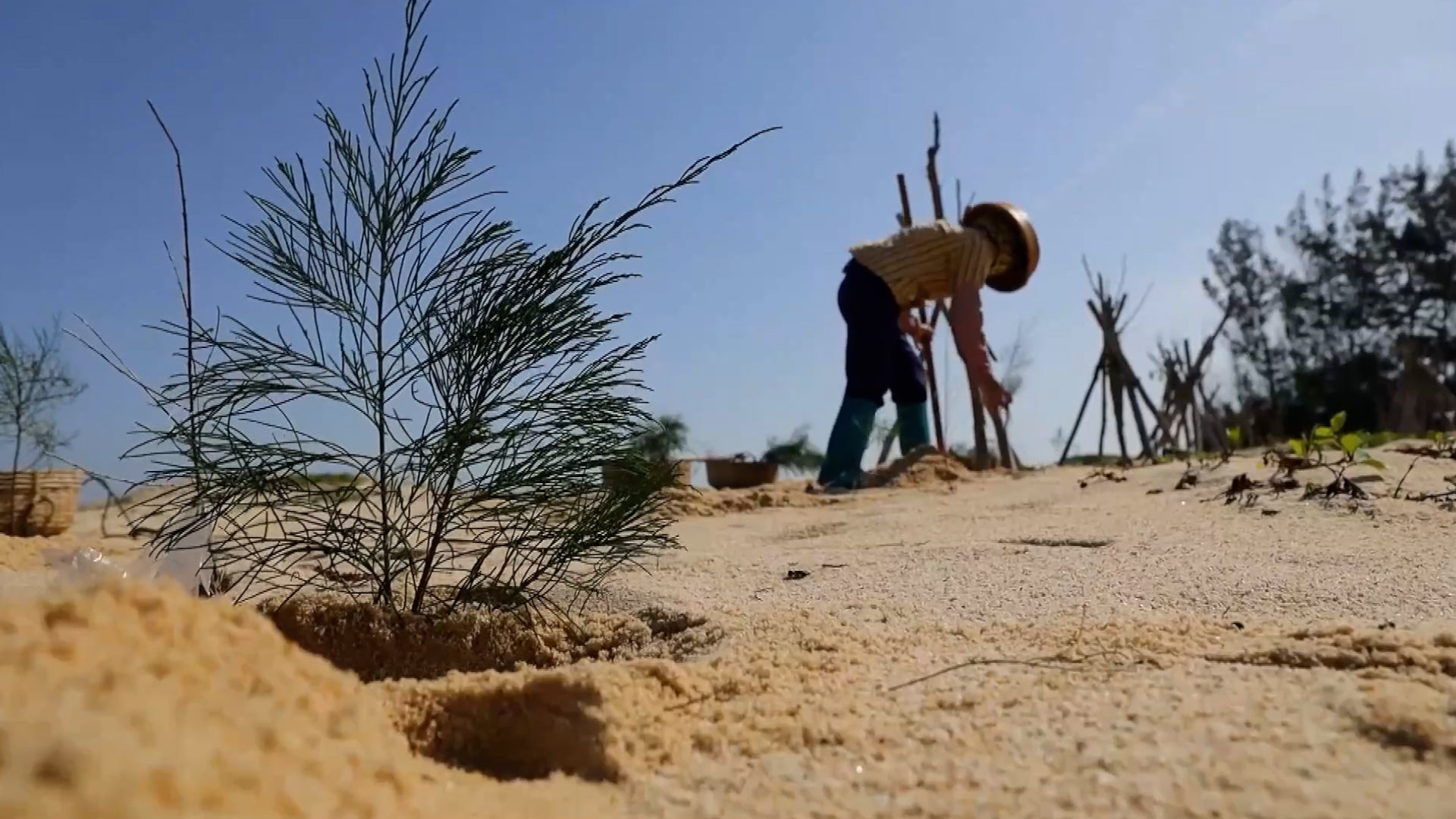 How The 'Great Green Wall' Changed China's Water Cycle