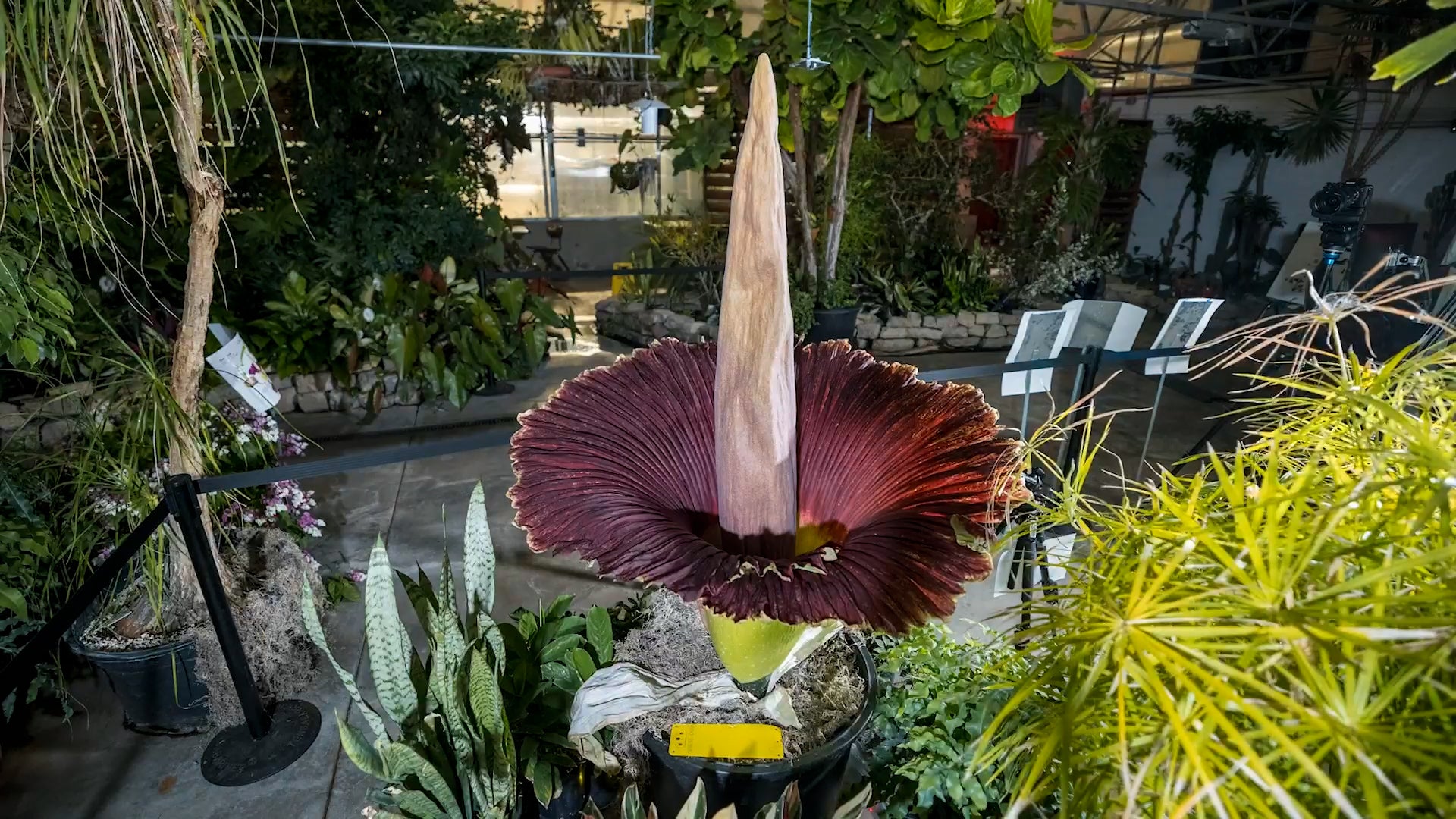 Corpse Flower Bloom Attracts Thousands