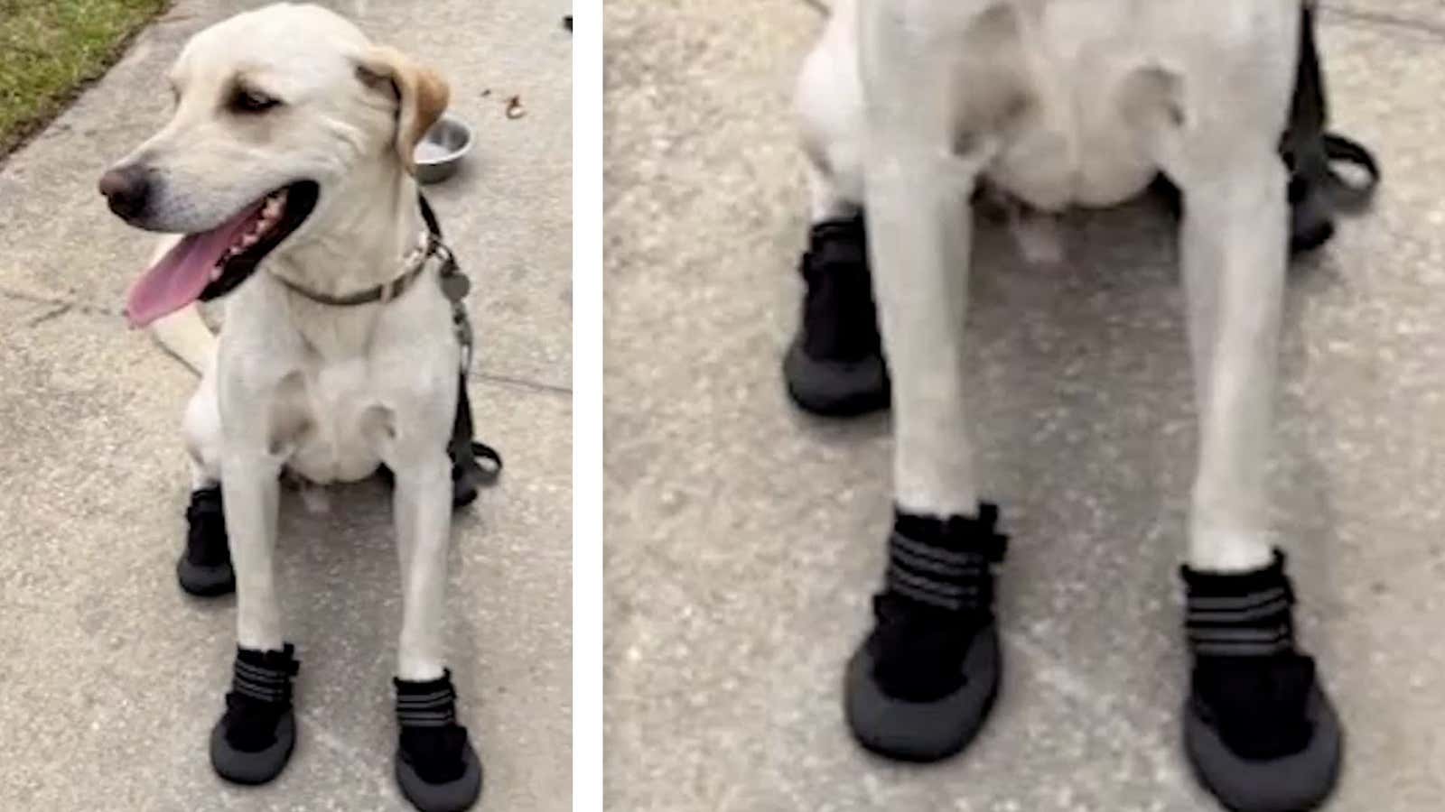 Florida Officer Helps Dog Beat The Heat With Paw-some Act