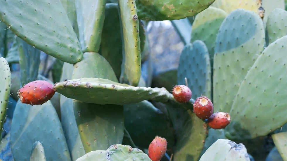 Hundreds of Cactus Species Threatened by Climate Change, Study Finds