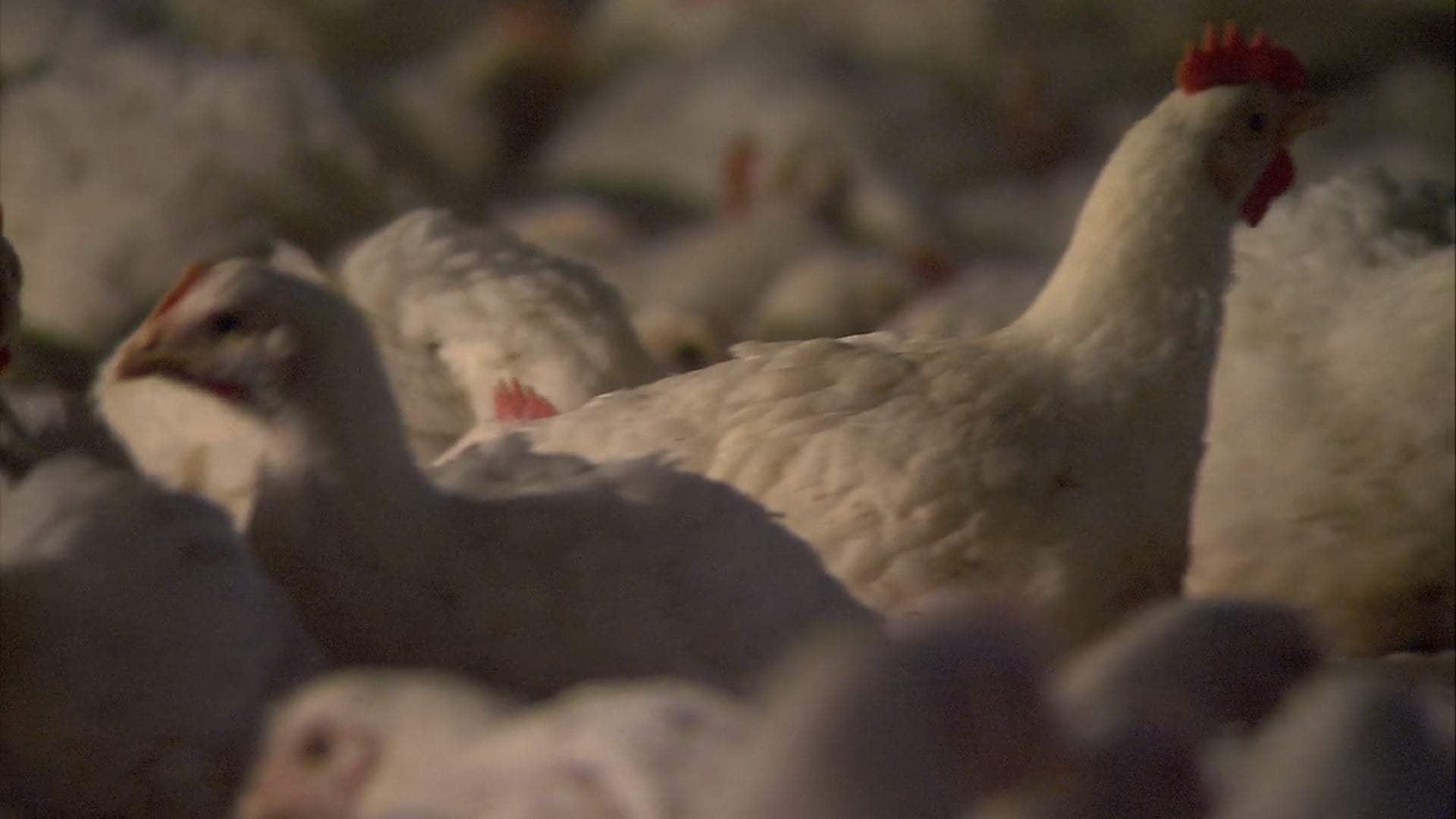 California Declares State Of Emergency Due To Bird Flu