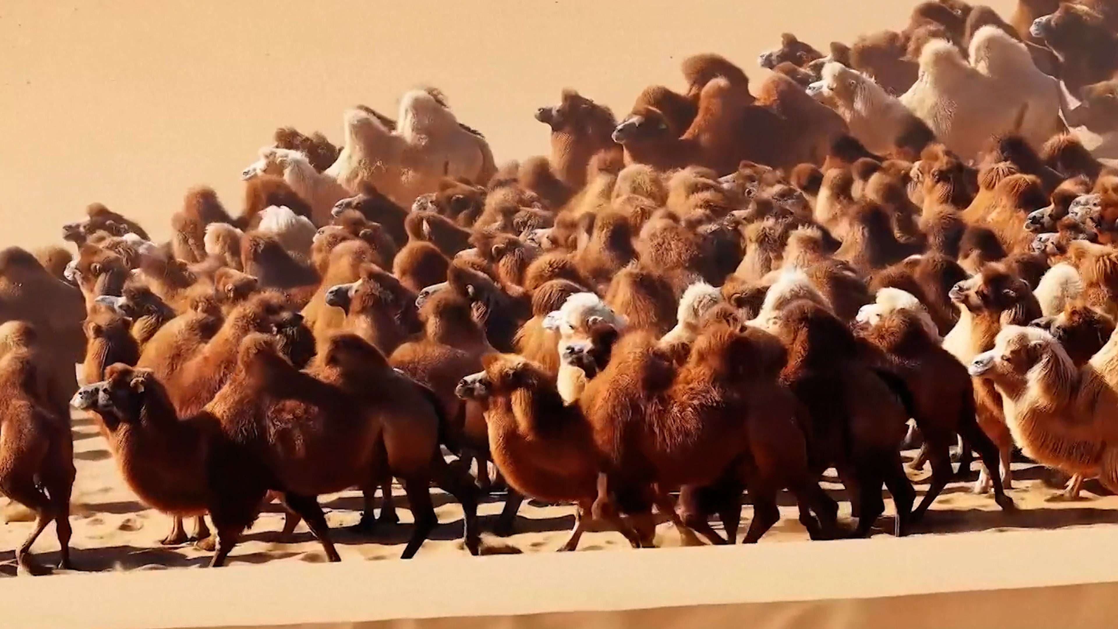 Watch The Mesmerizing Migration Of Camels Across Desert