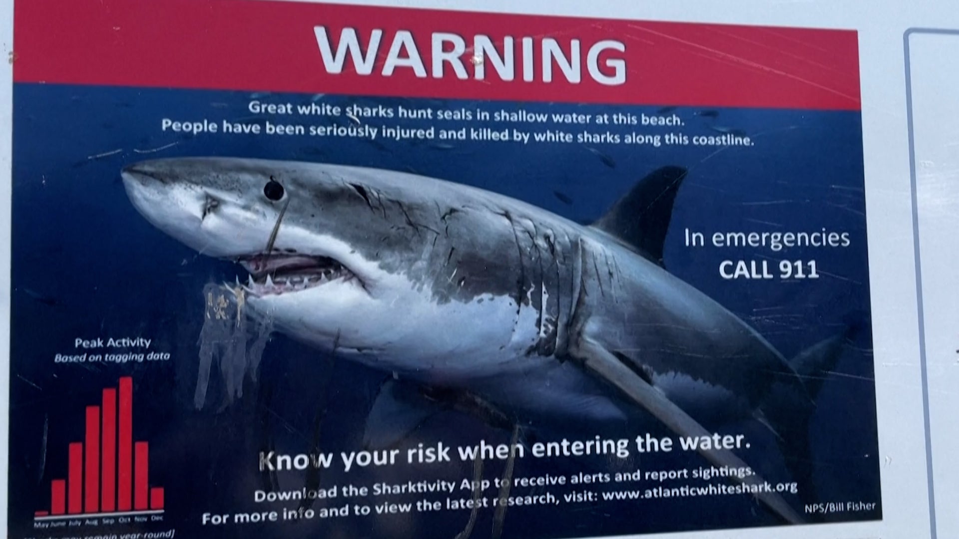 Dangerous Combo? Cape Cod Luring In More Sharks And Tourists
