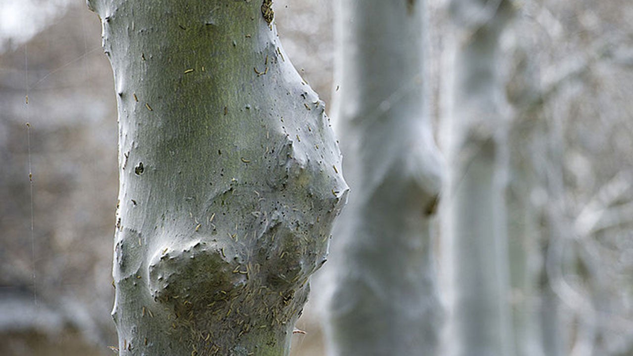 Millions of Hairy, Toxic Caterpillars Create Havoc Across Europe The