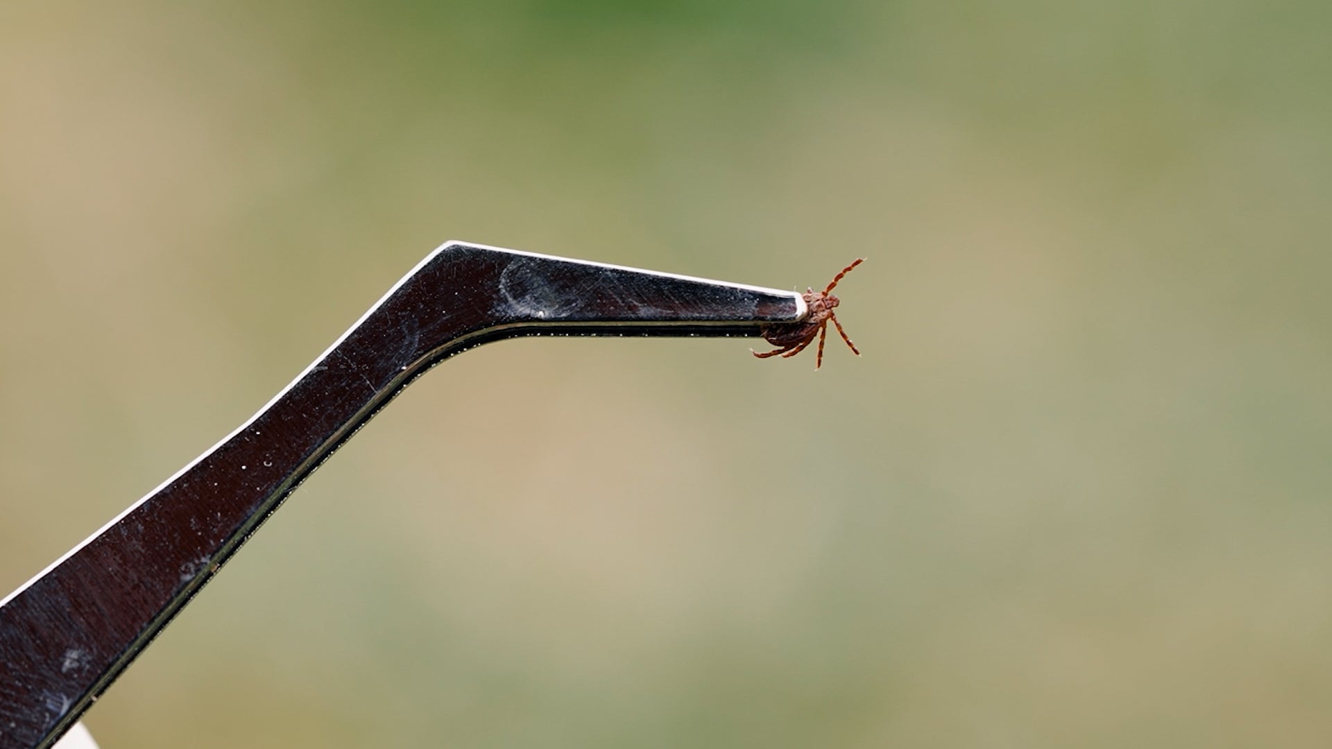 Tick Detection And Removal: What Works And What Doesn&rsquo;t
