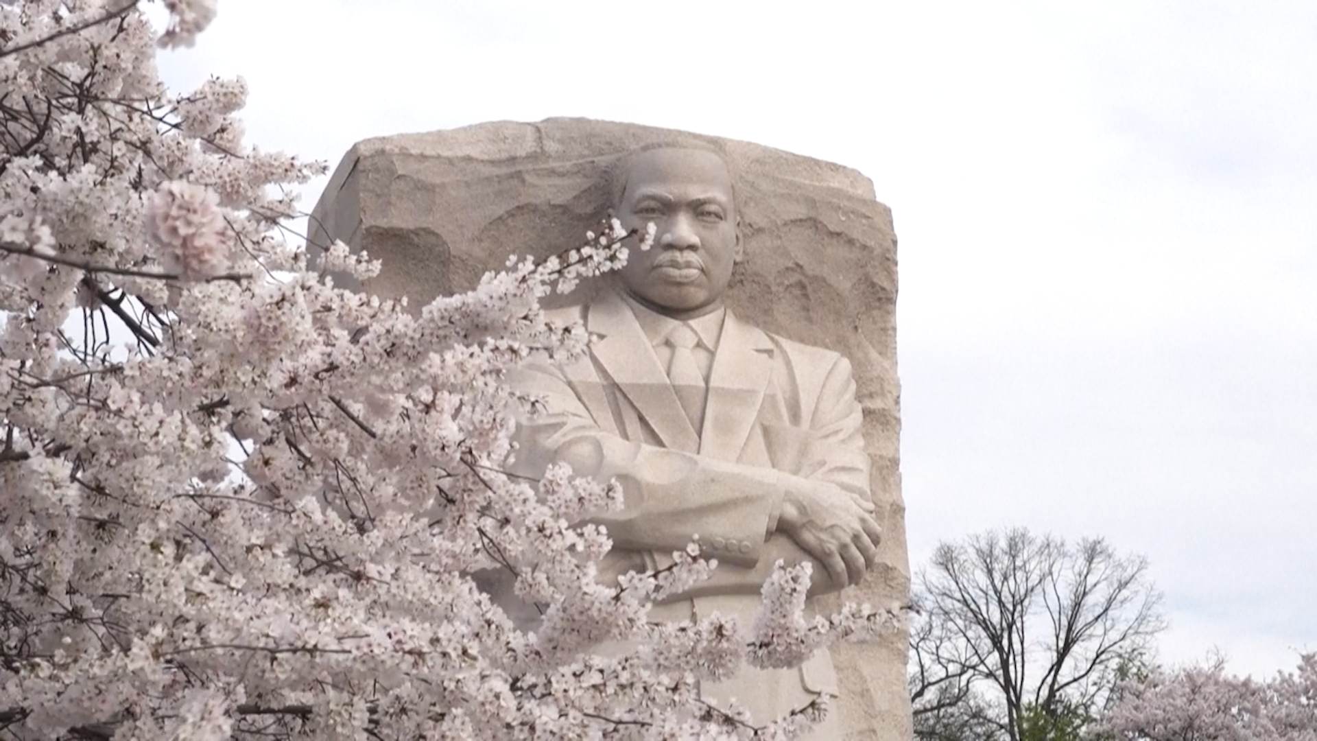 When Will DC's Cherry Blossoms Hit Peak Bloom? The Official Prediction Is Out