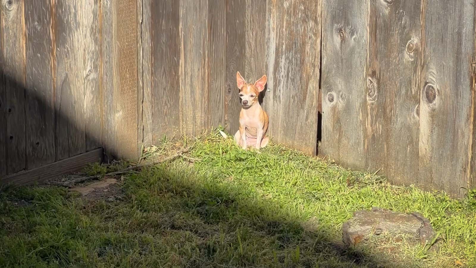Watch Tiny Dog’s Epic Quest For Last Bit Of Sunshine
