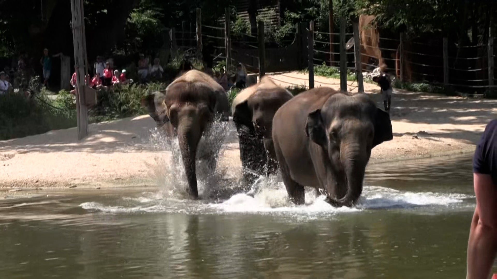 Animals Show Off Wild Ways To Beat The Heat