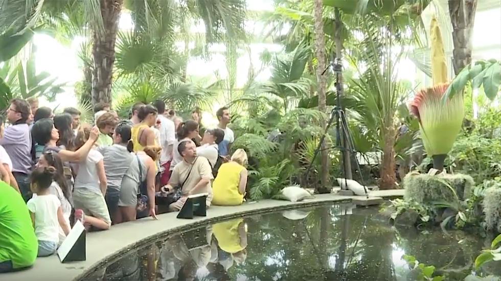 Crowds Hurry To See Corpse Flower&rsquo;s Rare Bloom In New York