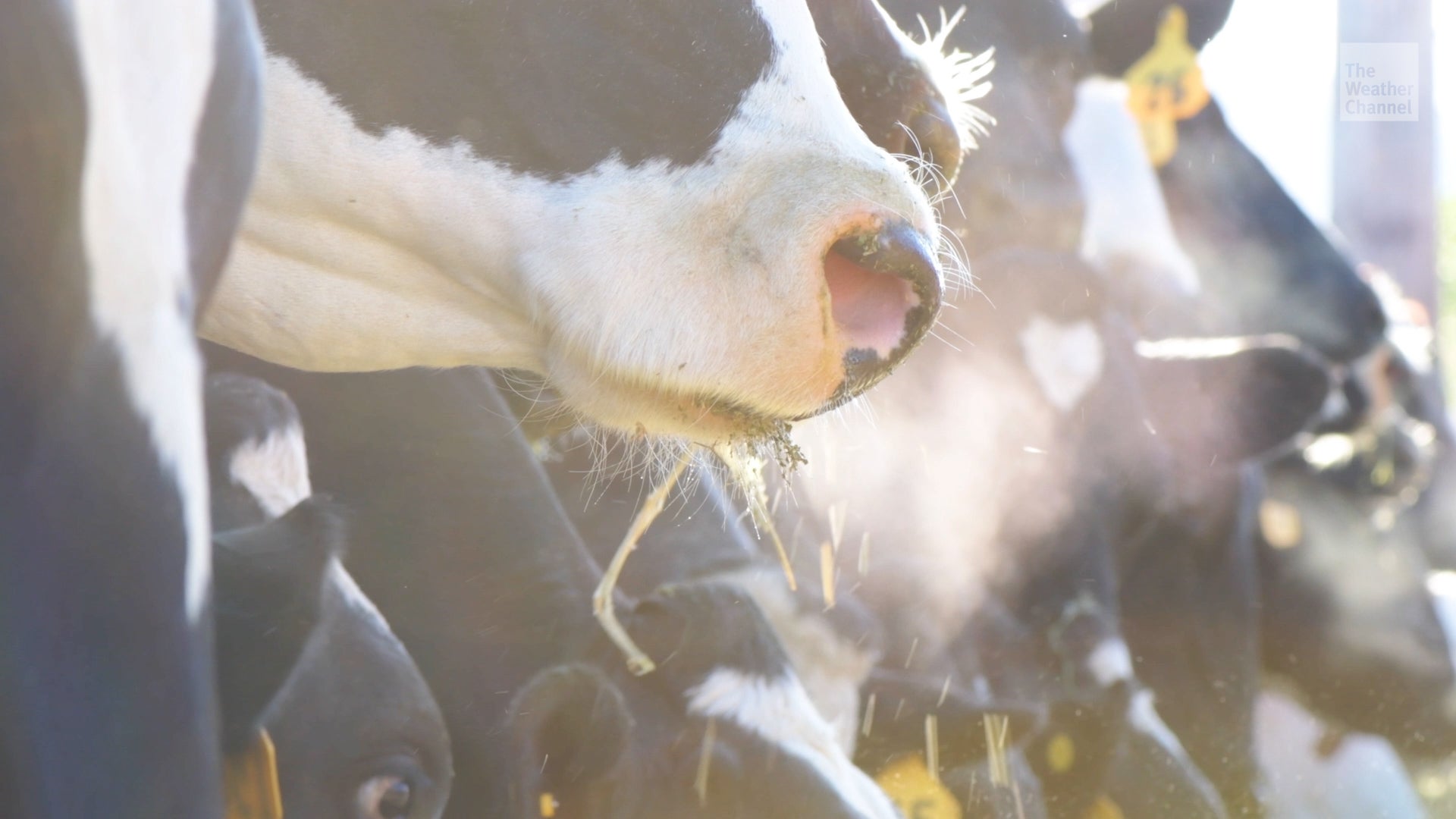 Bird Flu Reaches Cattle; Virus Found In Milk From 3 States