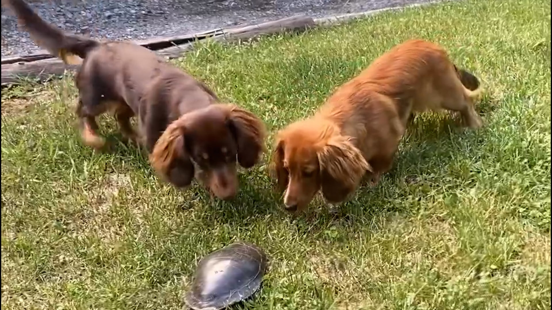 Two Dachshunds Investigate Turtle Friend