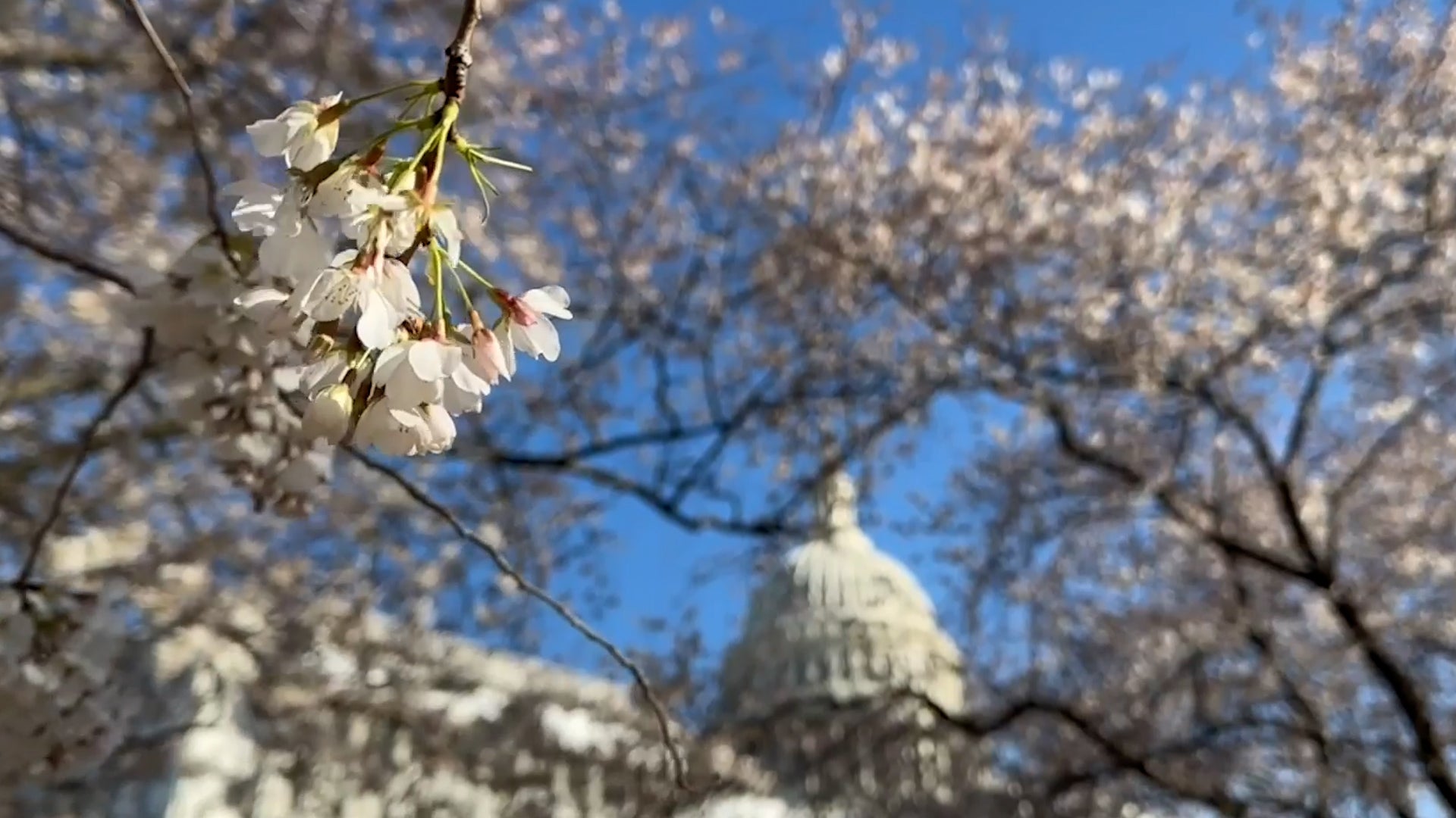 D.C. Cherry Blossoms Closer To Blooming Videos from The Weather Channel