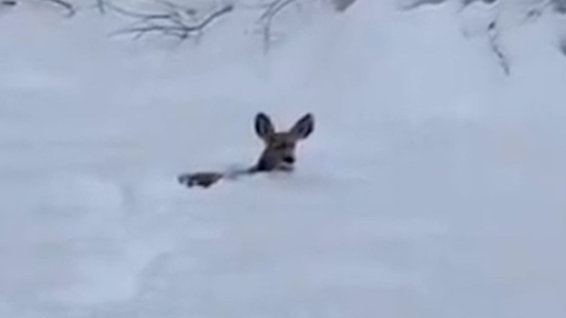 Oh Deer! Up To Its Neck In Snow