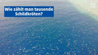 Great Barrier Reef 00 Tiere In Einer Nacht Markiert Videos Von The Weather Channel Weather Com