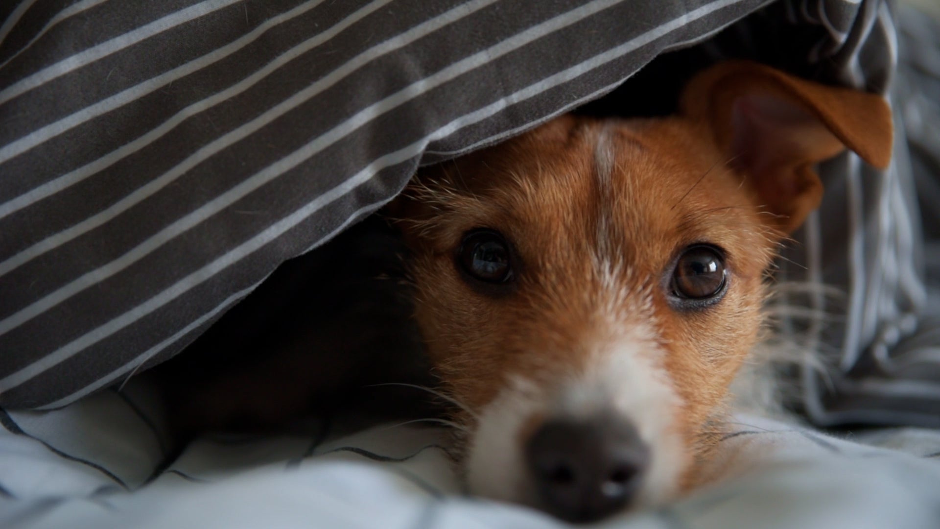 Is Co-Sleeping With Your Dog Making You Sick?