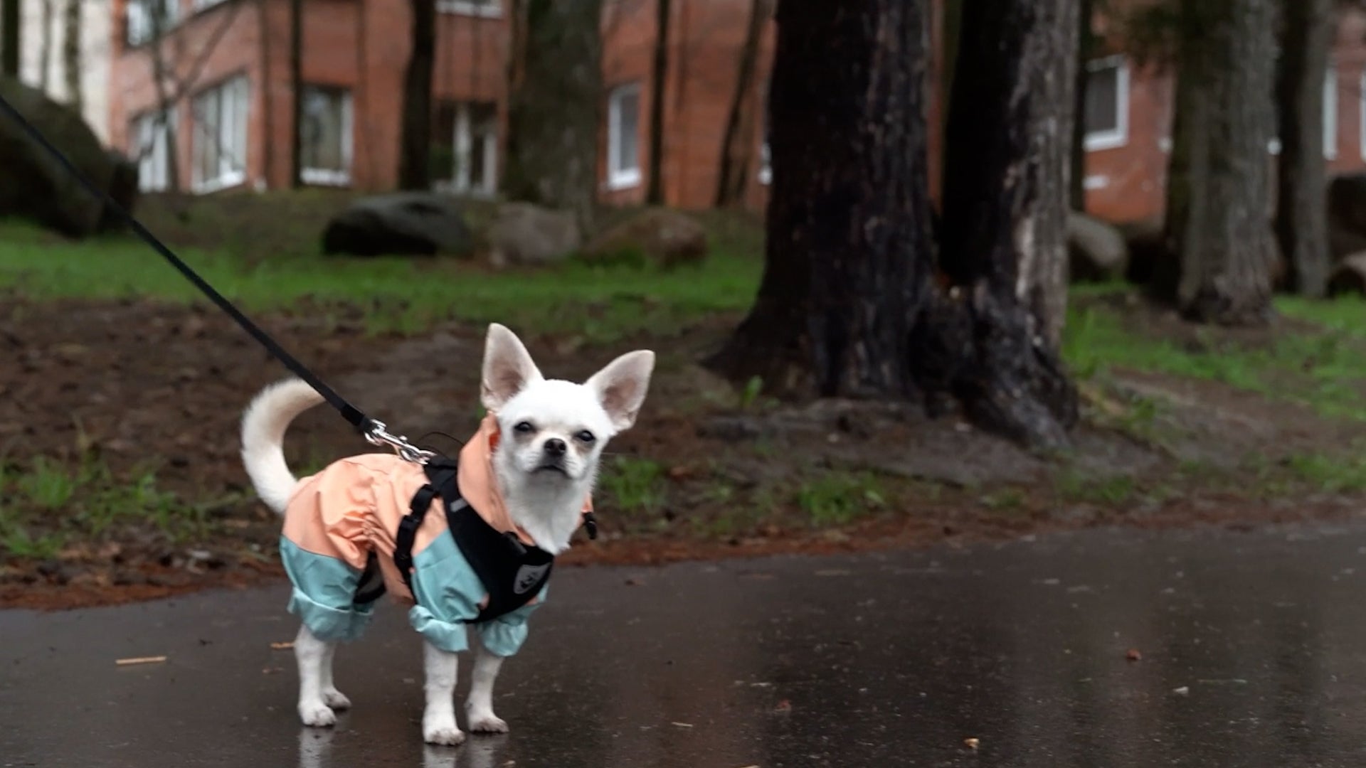 Spring's Hidden Threat: Parasites In Puddles