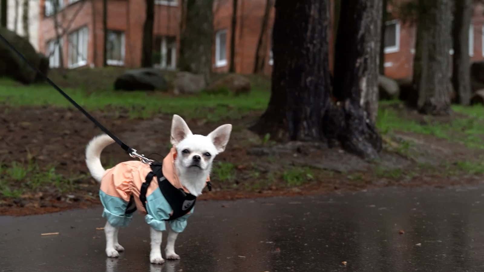 Spring's hidden threat: Parasites in puddles