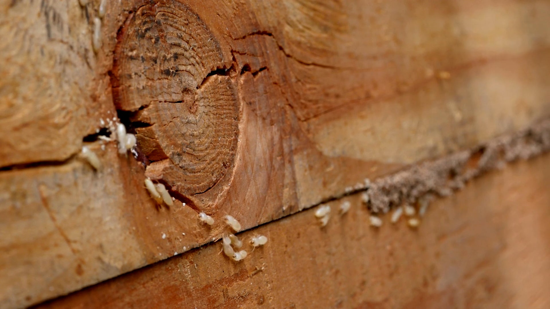 Boats Gone Buggy: How Termites Are Secretly Stowing Away