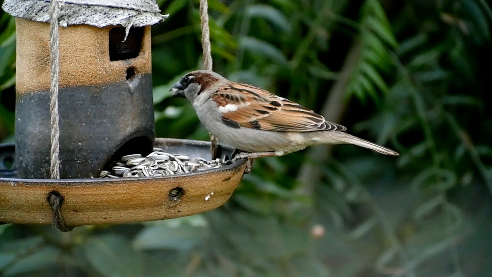 As Bird Flu Spreads, Are Backyard Bird Feeders A Danger?