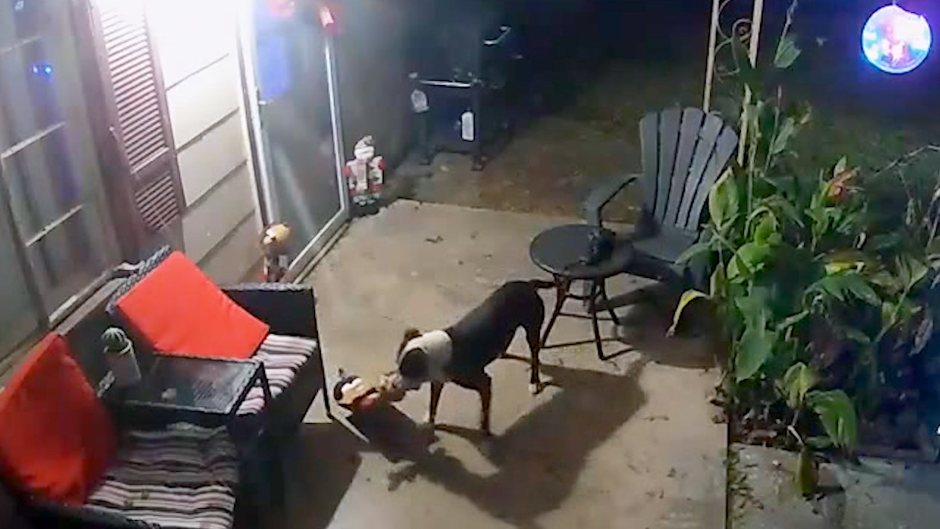 Dog Is Christmas Thief