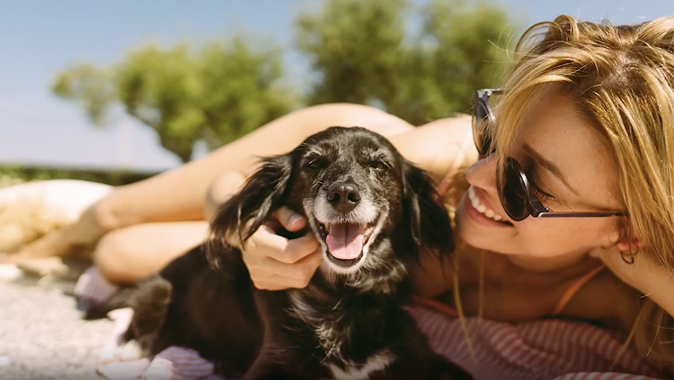 Dogs Need Sunscreen Too