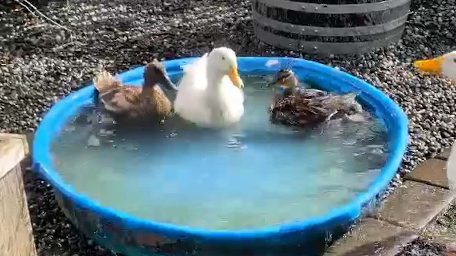 Ducks Enjoy Pool Party As Warm Weather Returns