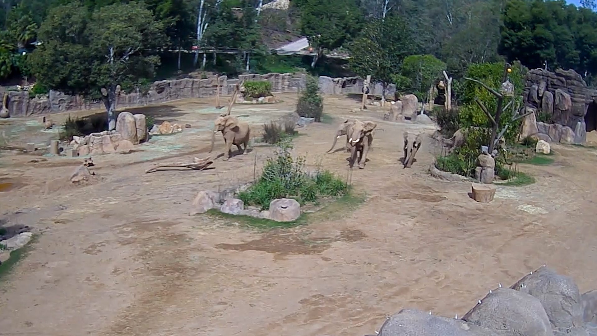 Elephants At San Diego Zoo React To 5.2 Magnitude Earthquake