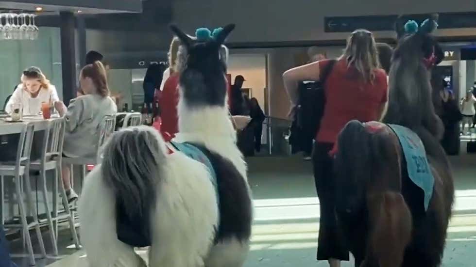 Airport Employs Llamas: Here #39 s Why Videos from The Weather Channel Airport Employs Llamas: Here #39 s Why Videos from The Weather Channel