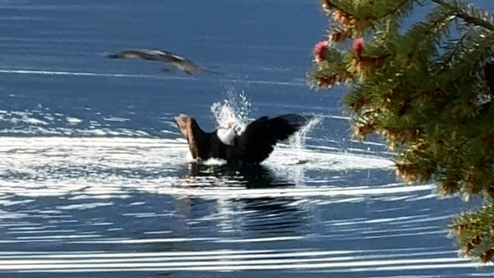 Fishy Fight: Birds Of Prey Battle In British Columbia