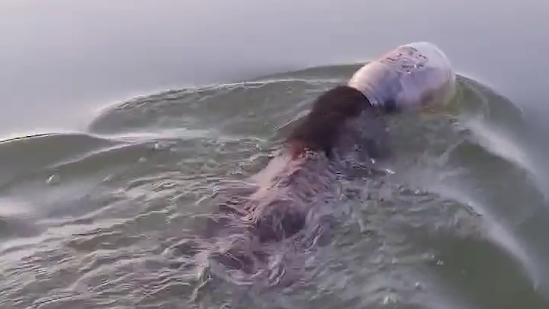 Boaters in Wisconsin Rescue Bear with Plastic Jug Stuck on its Head Boaters in Wisconsin Rescue Bear with Plastic Jug Stuck on its Head