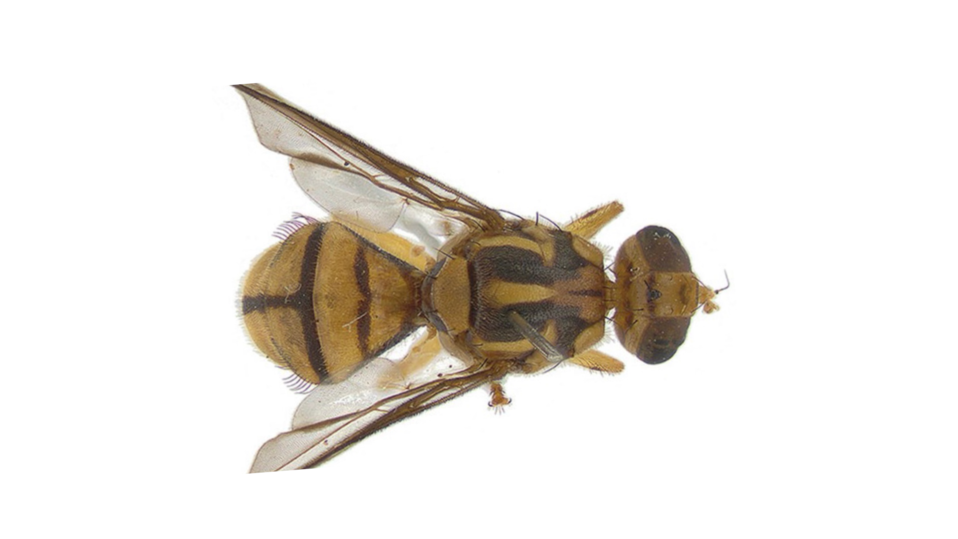 Invasive Fly Spurs Quarantine For California Community