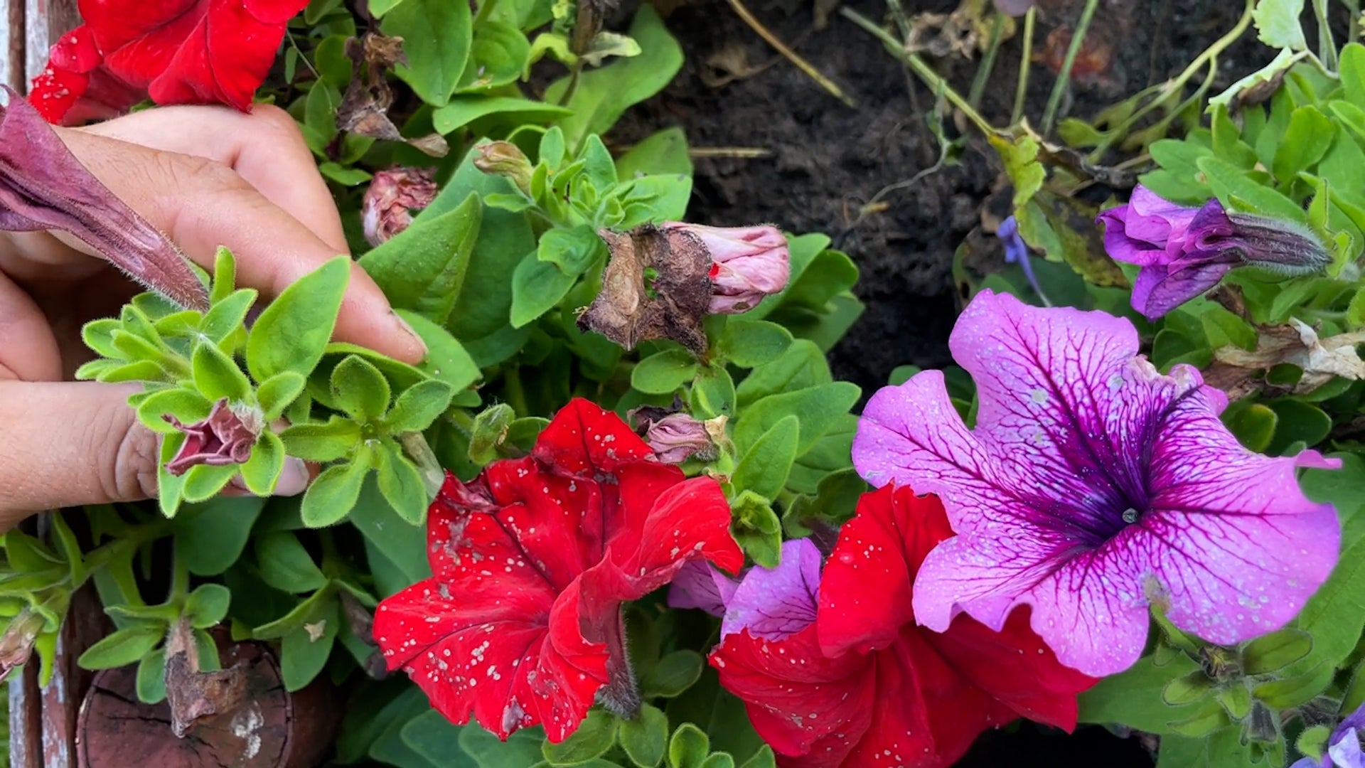 Frost Vs. Freeze: What Gardeners Need To Know