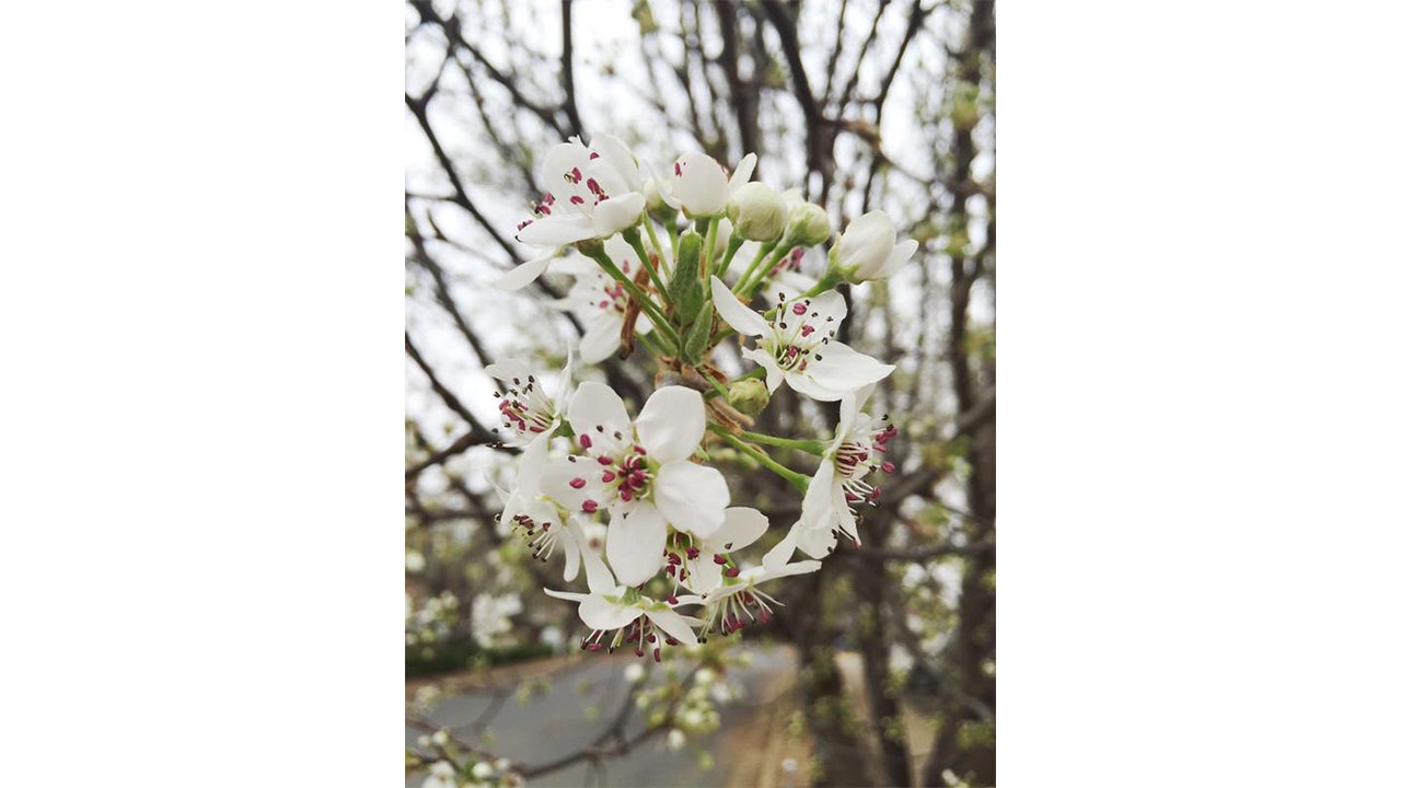 Arkadelphia, Arkansas