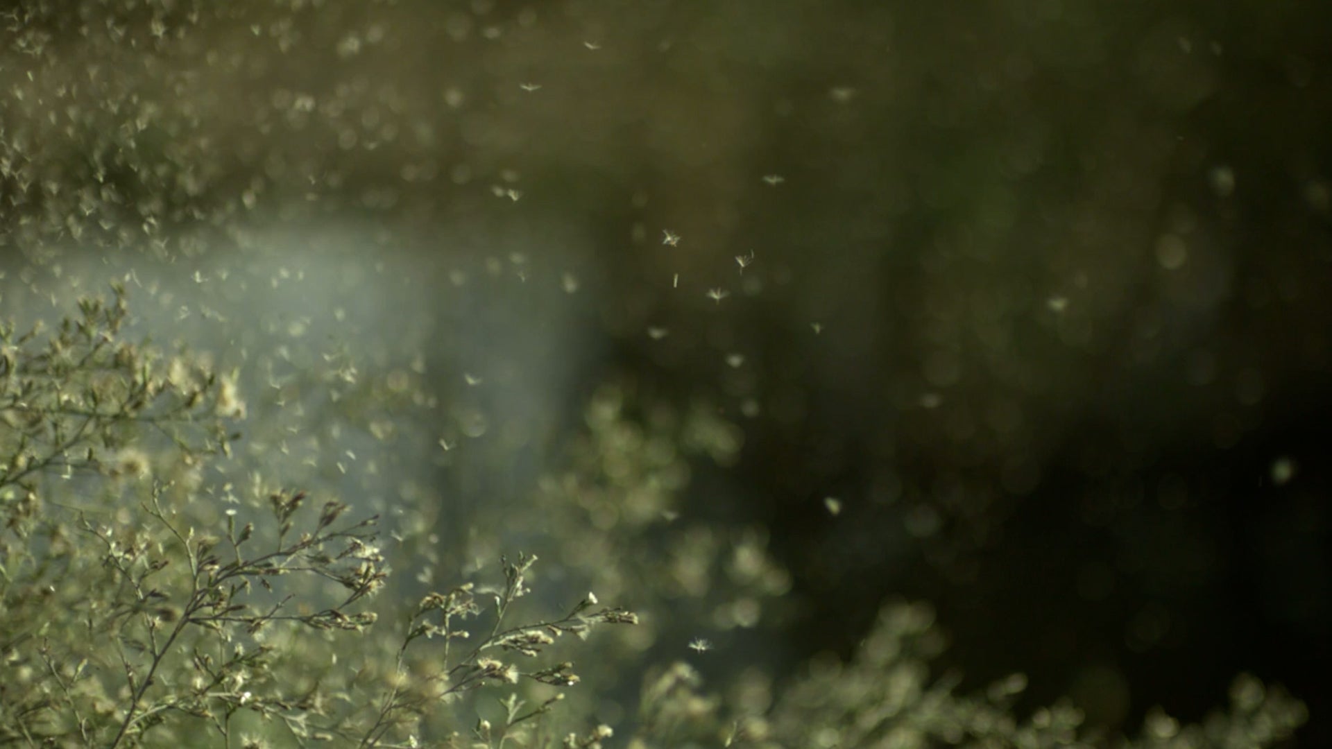 The Best Tips And Tricks To Get A Handle On Fall Allergies